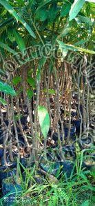 Mango Amrapali Plant