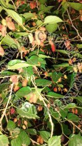 mulberry plant