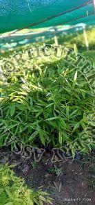 Newton Bamboo Plant