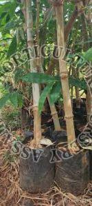 Oliveri Bamboo Plant