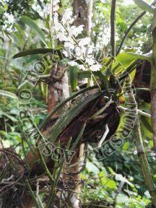 Orchid Flower Plant