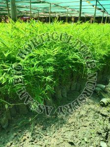Polymorpha Bamboo White Bag Plant