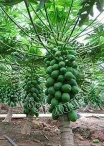 Red Lady Plant