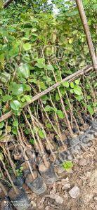 Red Sandalwood Plant