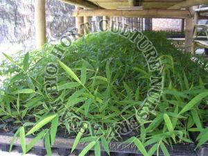 Tissue Culture Bamboo Plant