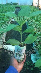 Tissue Culture Teak Plant