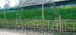 Tulda Bamboo plant