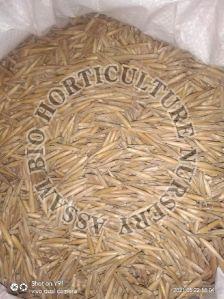 Tulda Bamboo Seeds