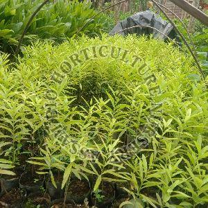 White Sandalwood Plant