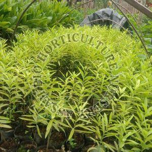 White Sandalwood Plant