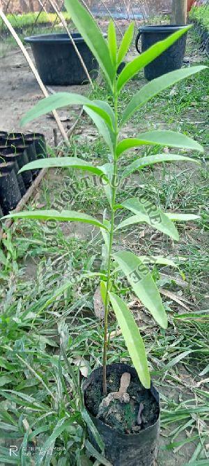 White Sandalwood Plant