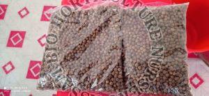 White Sandalwood Seeds