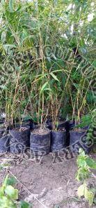 Yellow Bamboo Plant