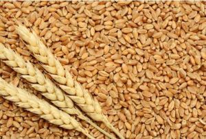 Natural Wheat Grain