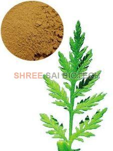 Artemisia Leaf Extract Powder