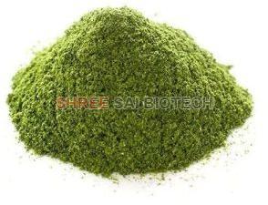 Chirayta Extract Powder