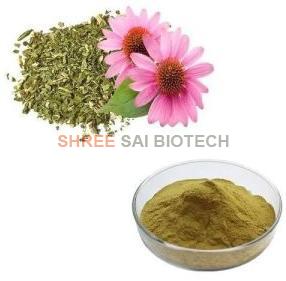 Echinacea Purpurea Extract Powder