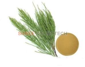 Horsetail Leaf Extract Powder