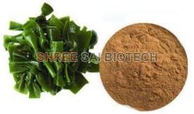 Kelp Extract Powder Powder