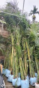 Arica Palm Plant