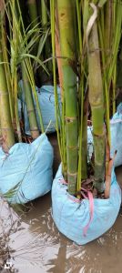 Arica Palm Plant