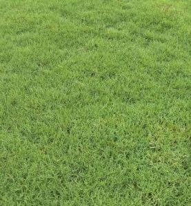 Australian Green Grass
