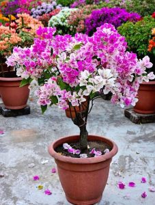 Big Bougainvillea Flower Plant