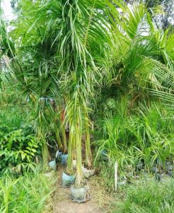 Bottle Palm Tree Plant
