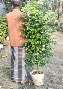 China Doll Indoor Plant