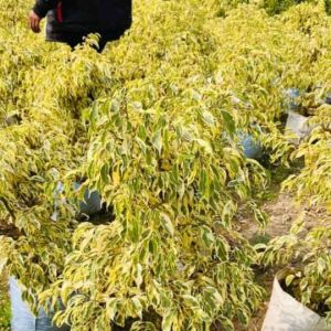 Clay Ficus Starlight Plant