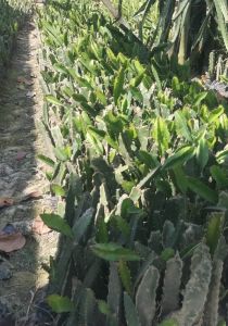 Dragon Fruit Plant