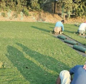 Durva Lawn Grass