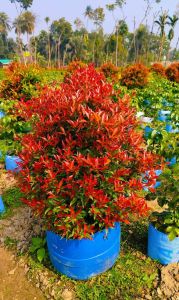 Eugenia Decorative Plant