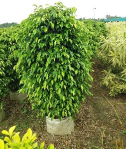 Ficus Benjamina Black Big Plant