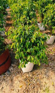 Ficus Benjamina Black Big Plant