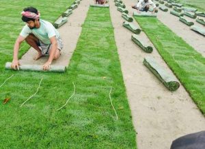 Fine Lawn Grass Carpet