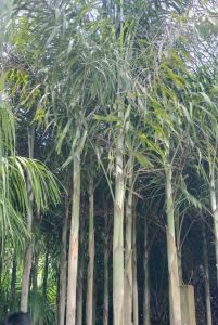Foxtail Palm Tree