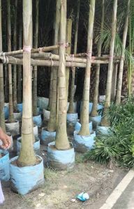 Foxtail Palm Tree