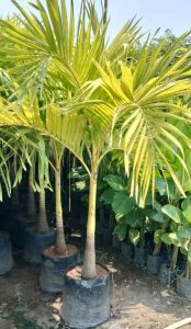 Golden Palm Plant