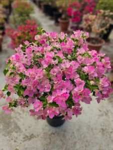 Hybrid Bougainvillea Flower Plant