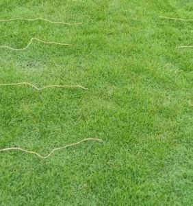 Mexican Carpet Grass