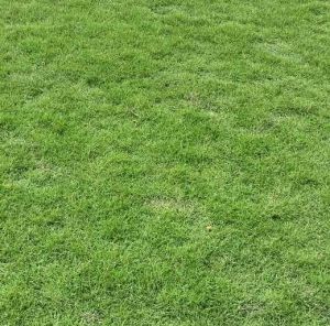 Mexican Grass Lawn
