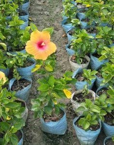 Natural Hibiscus Plant