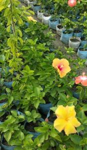 Natural Hibiscus Plant