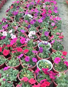 Petunia Flower Plant