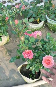 Pink Rose Plant