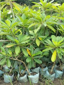 Plumeria Alba Plant