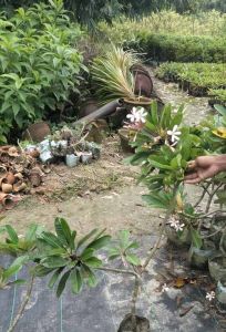 Plumeria Alba Plant