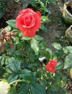 Red Rose Plant