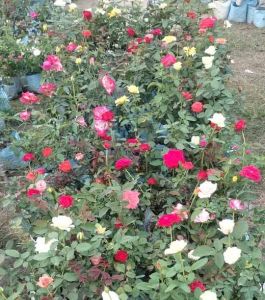 Red Rose Plant